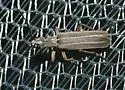 Epicauta virgulata - photo 2