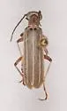 Epicauta virgulata - photo 3