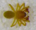 Epiceraticelus mandyae