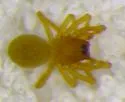 Epiceraticelus mandyae - photo 4
