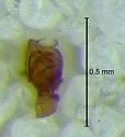 Epiceraticelus mandyae - photo 5
