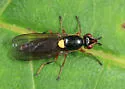 Epichlorops elongatus