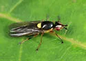 Epichlorops elongatus - photo 2