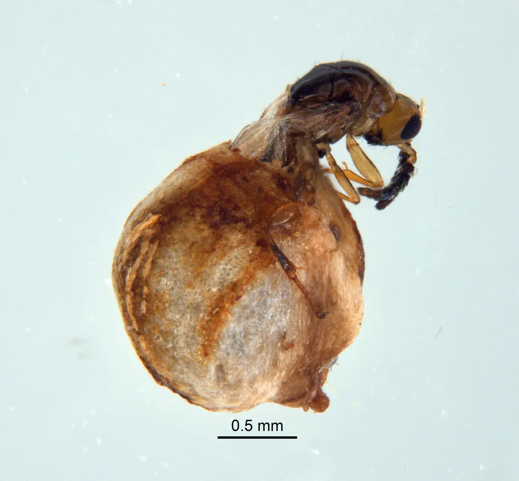 Epichrysomallidae - Epichrysomallidae