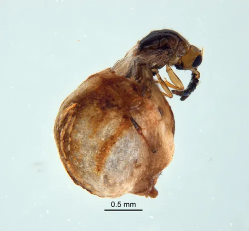 Epichrysomallidae - photo 2