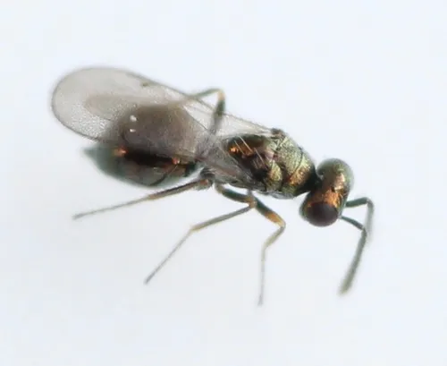 Epiclerus nomocera