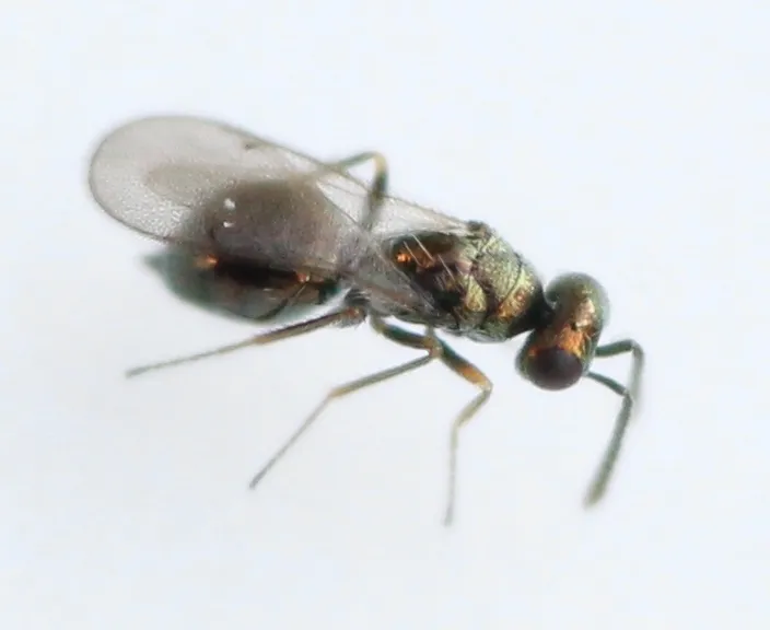 Epiclerus nomocera - photo 2