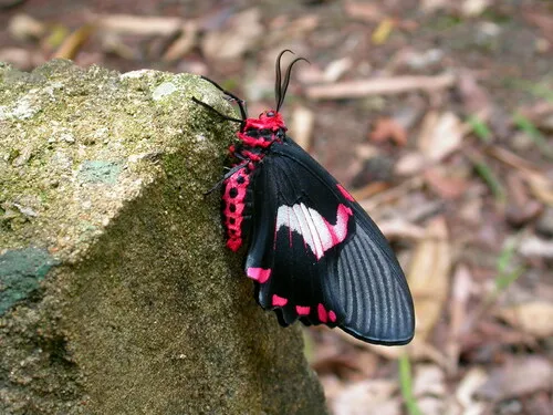 Oriental Swallowtail Moths - Epicopeiidae