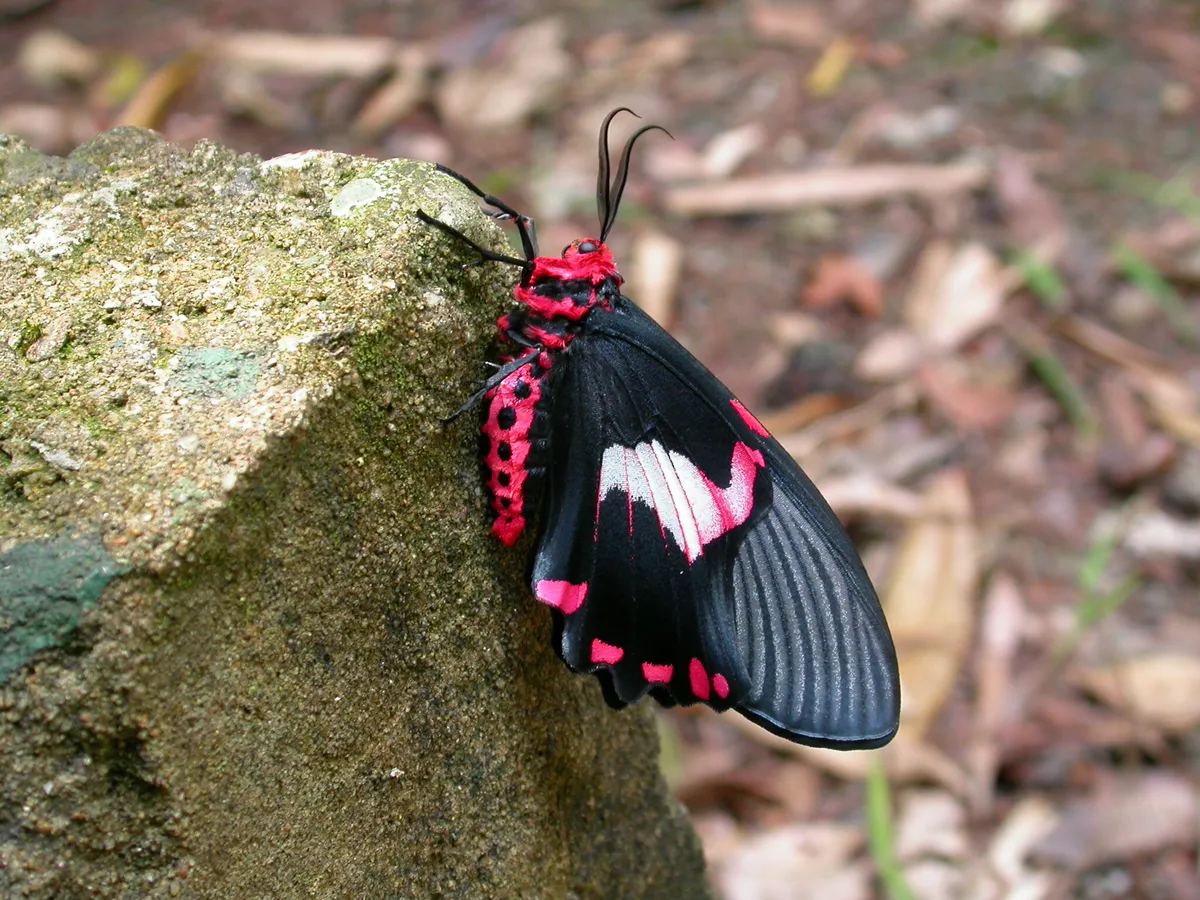 Oriental Swallowtail Moths - photo 3