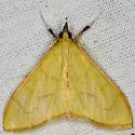 Epicorsia oedipodalis - Hodges#4938 - Epicorsia oedipodalis