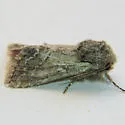 Epidemas cinerea - Hodges#10002