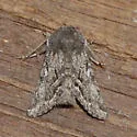 Epidemas cinerea - Hodges#10002 - photo 2