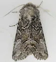 Epidemas obscurus - Hodges#10003 - Epidemas obscurus