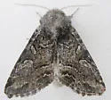 Epidemas obscurus - Hodges#10003 - photo 2