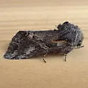 Epidemas obscurus - Hodges#10003 - photo 4