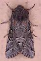 Epidemas obscurus - Hodges#10003 - photo 5
