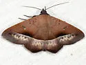 Epidromia pannosa - Hodges#8585.2