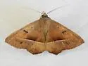 Epidromia pannosa - Hodges#8585.2 - photo 2