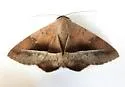 Epidromia pannosa - Hodges#8585.2 - photo 3
