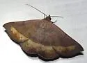 Epidromia rotundata - Hodges#8585.3 - photo 3