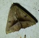 Epidromia rotundata - Hodges#8585.3 - photo 4