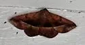 Epidromia rotundata - Hodges#8585.3 - photo 5