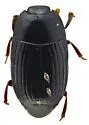 Epierus cornutus - photo 2
