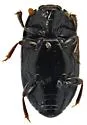 Epierus cornutus - photo 4