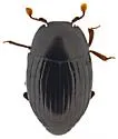 Epierus cornutus - photo 5