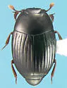 Epierus decipiens