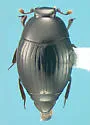 Epierus mehicanus