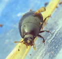 Epierus pulicarius