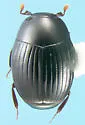 Epierus regularis - Epierus regularis