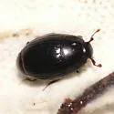 Epierus regularis - photo 3