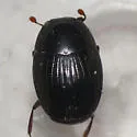Epierus regularis - photo 4