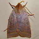 Epiglaea apiata - Hodges#9947 - Epiglaea apiata