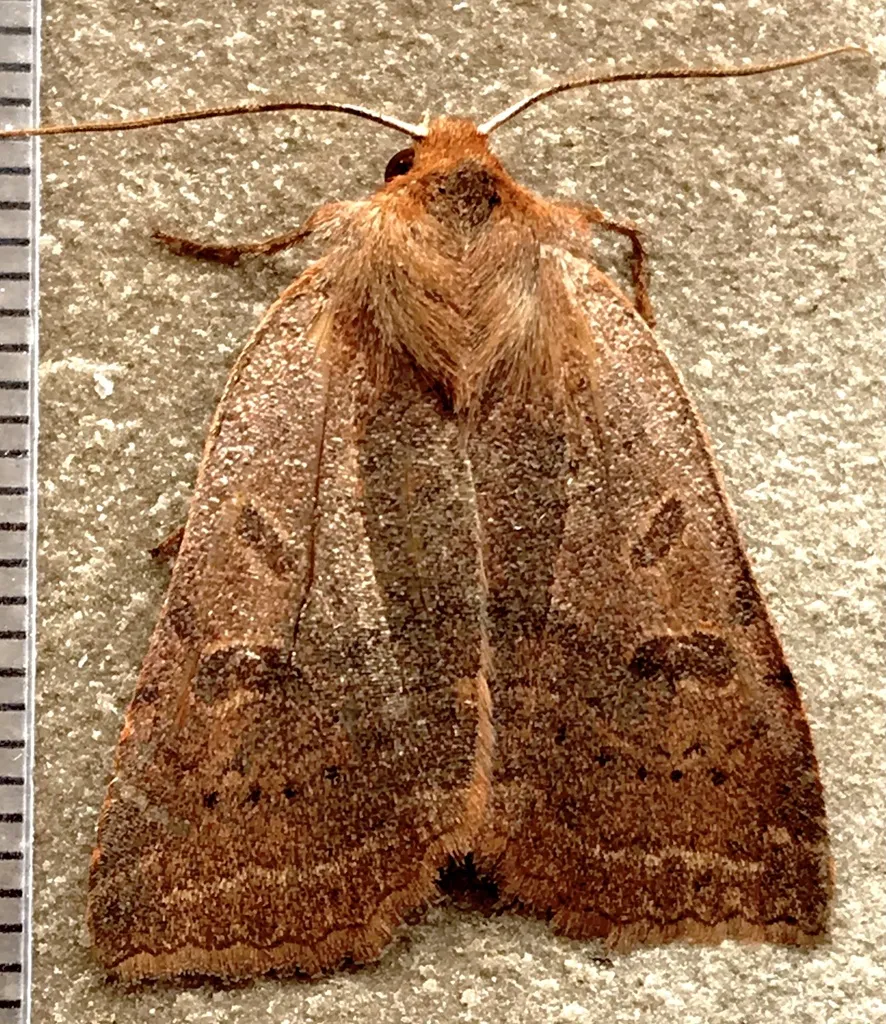 Sloping Sallow - Hodges#9946 - photo 2