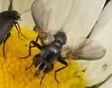 Epigrimyia polita - Epigrimyia polita