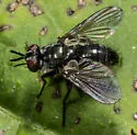 Epigrimyia polita - photo 2