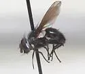 Epigrimyia polita - photo 3