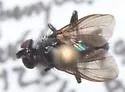 Epigrimyia polita - photo 4