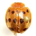 Epilachna tredecimnotata - photo 2