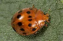 Epilachna tredecimnotata - photo 3