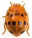 Epilachna tredecimnotata - photo 4