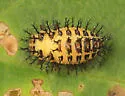 Mexican Bean Beetle