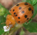 Mexican Bean Beetle - photo 2
