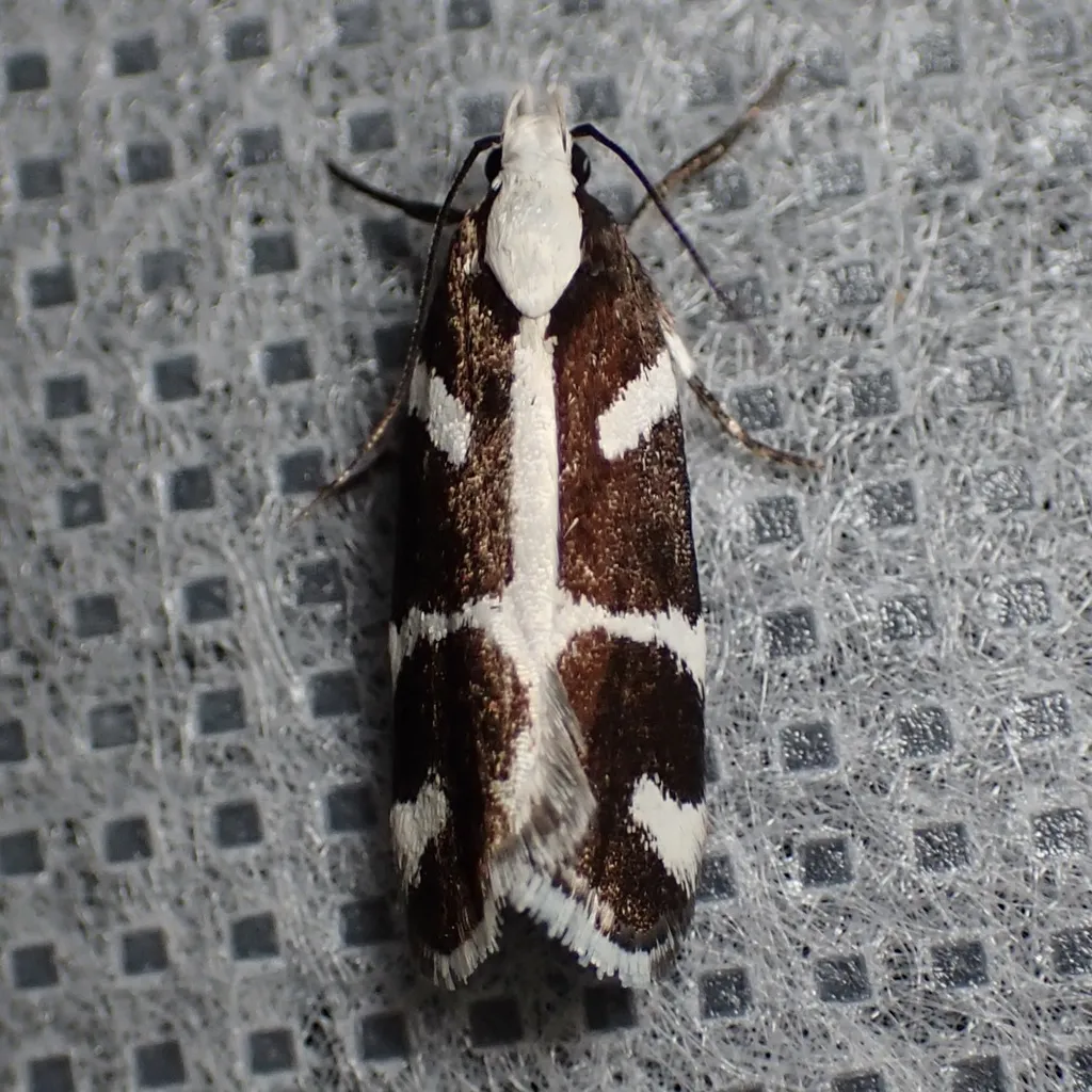Epilechia catalinella - Hodges#2259 - photo 2