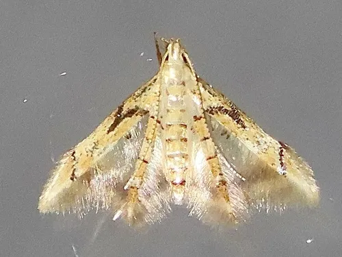 Epimarptidae - photo 2
