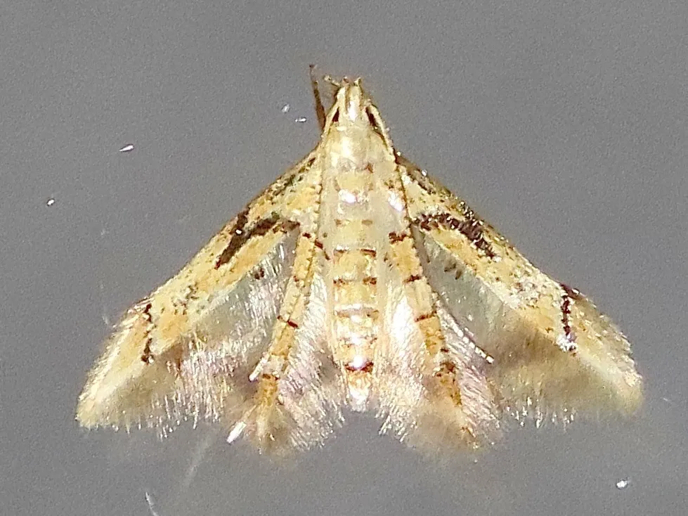Epimarptidae - photo 3