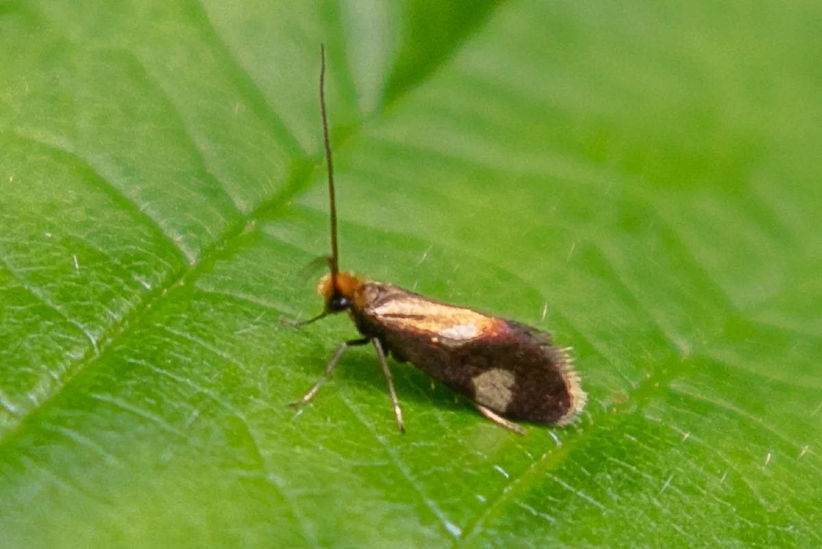 Epimartyria bimaculella - Hodges#0001.1 - photo 3